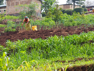 Woman throws out mulch on fields. 