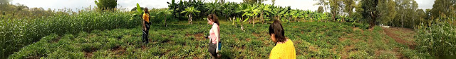 Fields of vegetables with staff
