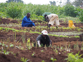 Farmers working fields.