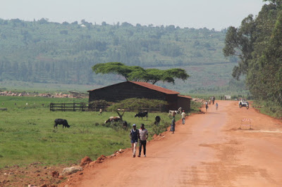 Rural Rwanda with rice fields and cattle