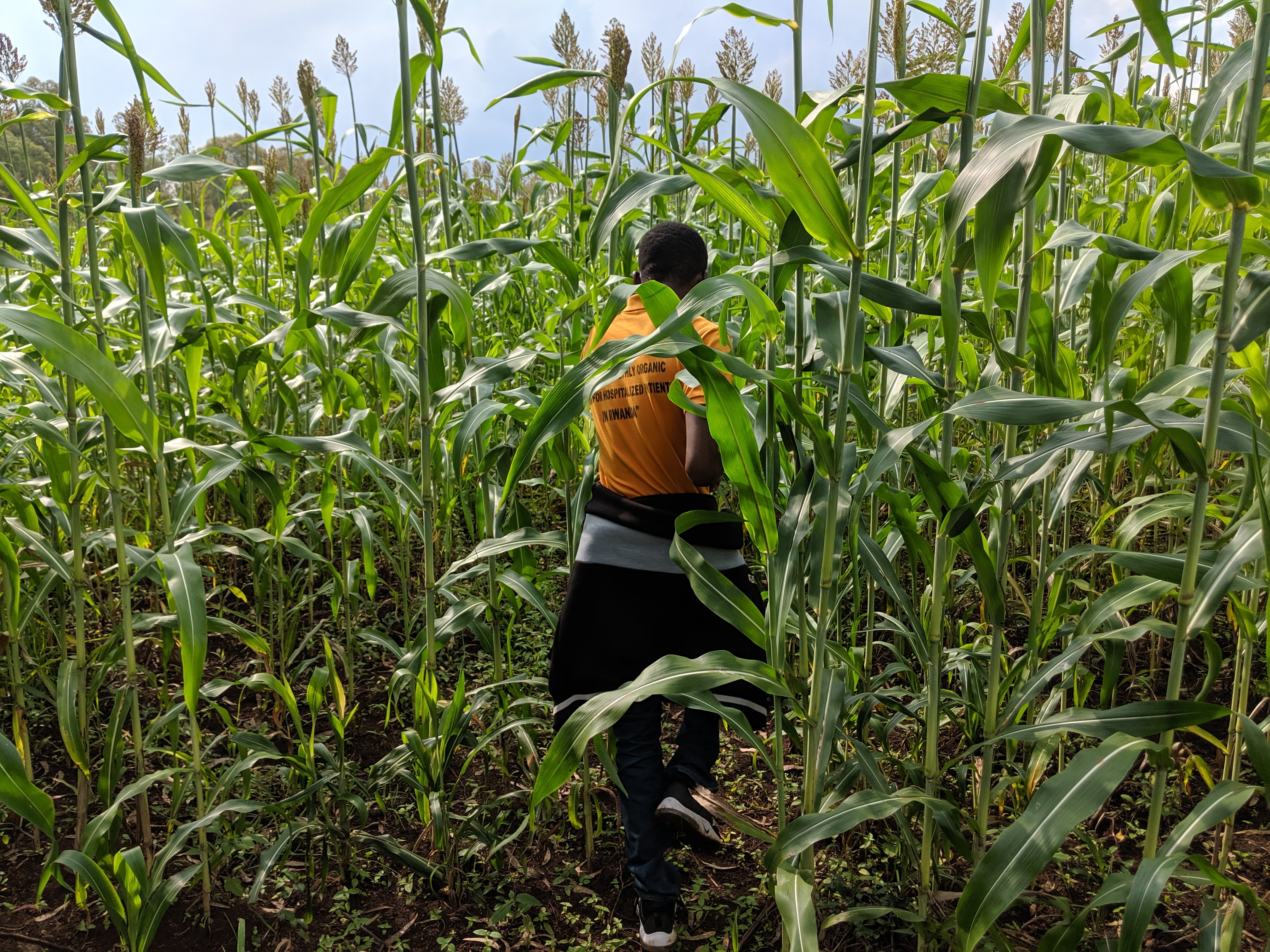 A KU staff member gives us a tour of the Sorghum fields.