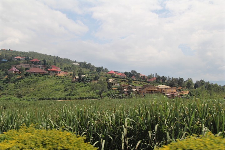 Fields of maize and houses on a hill.