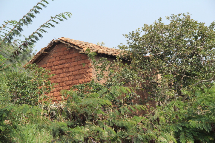 Home constructed of mud bricks hidden among the trees in rural Rwanda.