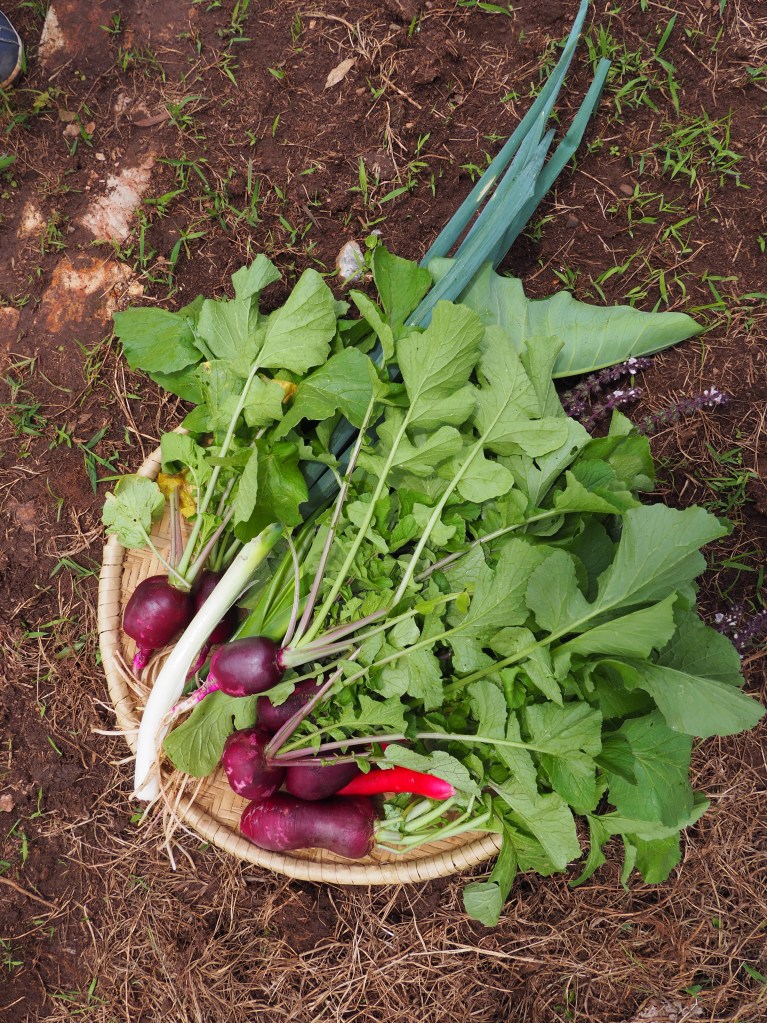 Fresh veggies from the farm.
