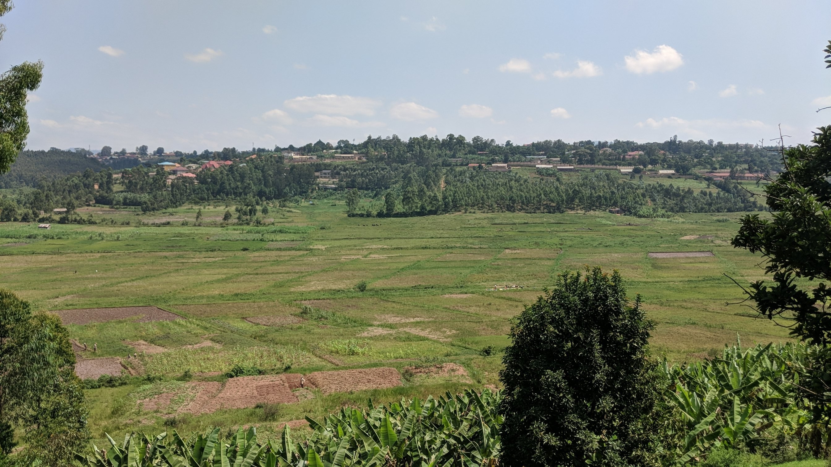 Valley with rice fields overlooked by houses on the hill in the background.